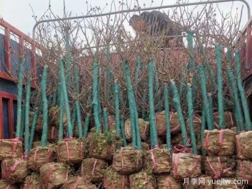 绿化栽苗木，挖土球的标准是什么？