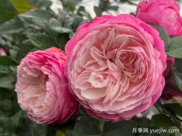 养月季花真的很难吗？