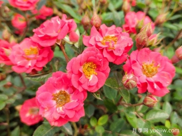 入冬月季应该怎么养？3个小技巧让来年开花美到爆