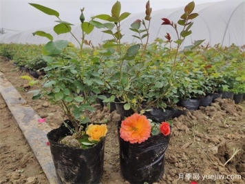 春天养月季，做好3点让芽点饱满开爆盆