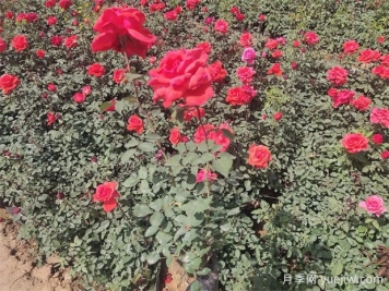 月季只长叶子不开花？应该怎么办