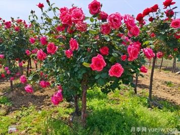 如何选择园林绿化的苗木品种？