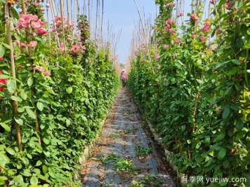 藤本月季小苗如何修剪？办法分享