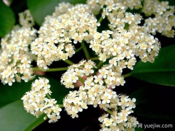 石楠花这么臭，为什么还要大力的种？