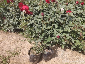 立秋后月季花的养殖要做什么？注意浇水和施肥