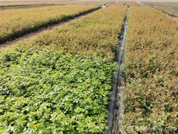 月季新叶子萎蔫发软怎么办？