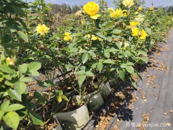 如何养护让月季枝干变粗？