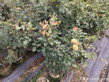 月季施肥不当产生肥害，该如何补救？