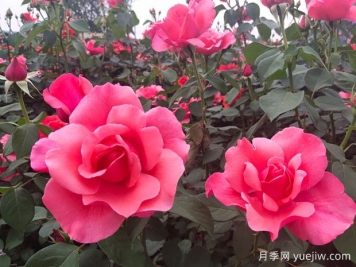 掌握月季养护口诀，让月季实现月月开花