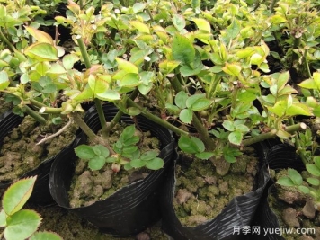 2月底3月初月季养护技巧，猛长新芽和笋芽