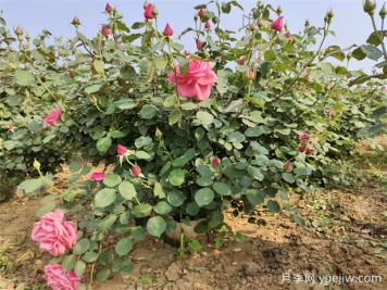 月季促笋条件、方法和时间