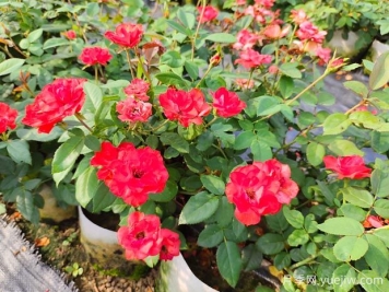 如何养殖月季花？从选土到修剪的全面指南