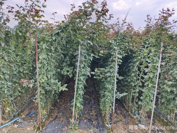 藤本月季和爬藤月季的区别？