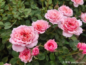 微月铃之妖精月季的养护方法