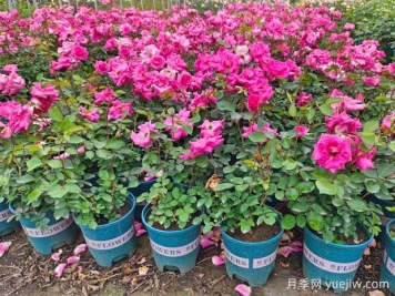 盆栽玫瑰养护秘籍