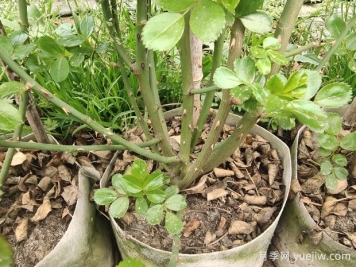 如何判断月季休眠？如何修剪让花开更多