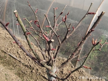 光杆月季怎么发芽快？