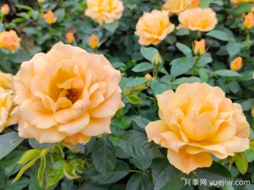 月季花的传说和各种颜色代表的花语