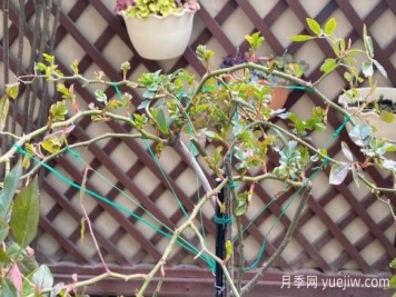 养月季要横拉，萌芽多变成开花机器