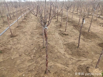 早春月季伤流黑杆怎么办