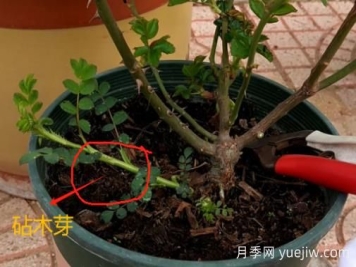 春天月季脚芽要抹掉吗？这3种情况需要处理掉