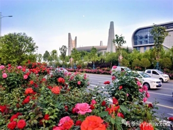 南阳月季：展品牌亮点 促花样经济
