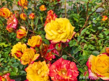 月季长势不佳？妙法教你月季实现爆盆盛景