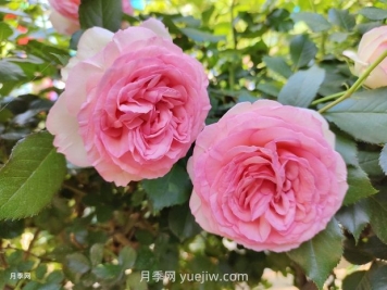 月季花园，美到让人窒息！