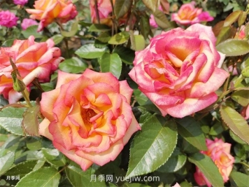 月季吃肉想不到，月季养护推荐食材及使用方法