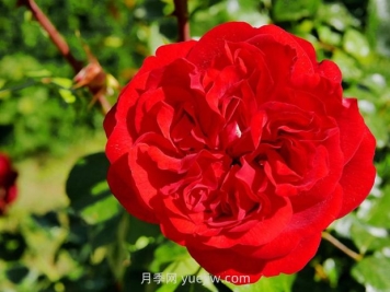 甜蜜咖啡屋月季/罗森海姆