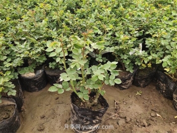 想让月季小苗快速长壮，这两件事千万要做好