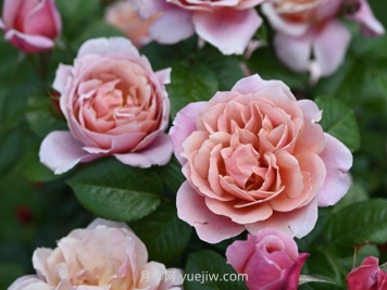 古典粉色月季/粉红复古