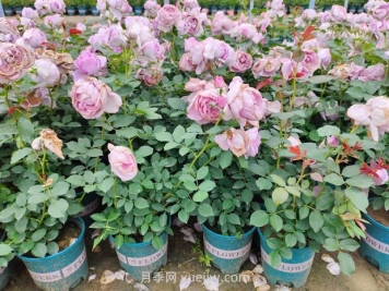 品种月季和大花月季有什么区别？