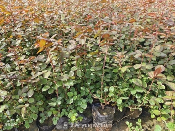 6月份，园林苗木病虫害防治是关键