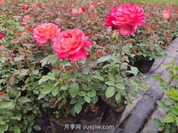 单子叶植物和双子叶植物的区别