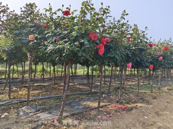 苗木生货和熟货的区别？价格有差异吗？