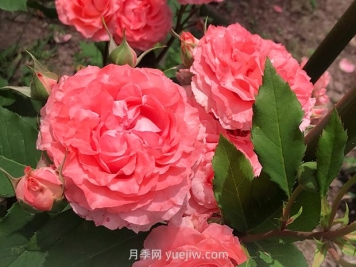 月季花珊瑚果冻，花大香浓四季勤开皮实好养活