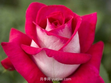 优雅的莫妮卡贝鲁奇月季