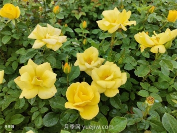 江南梅雨季节月季黑斑病的表现和防治办法