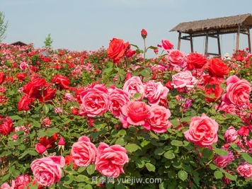 景观中的边界植物的选择有哪些？