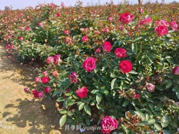 详解六种苗木修剪方法