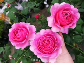 肯特公主月季的优缺点是什么？