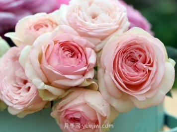 蒙娜丽莎月季，适合两广种植的优秀灌木月季