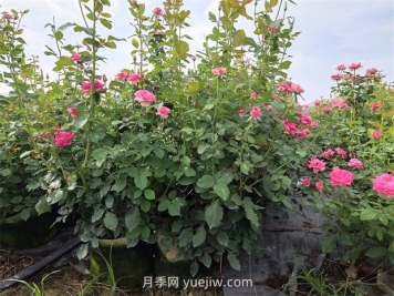 六月份月季花这样养，下半年才能开的更旺