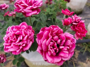 日本玛丽月季的优缺点是什么？