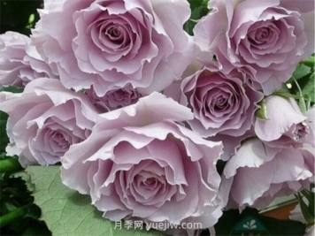 紫色白色的完美结合，蜻蜓月季有什么优缺点？