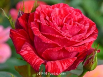 红色直觉月季的优缺点是什么？