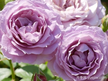 诺瓦利斯月季的优缺点是什么？