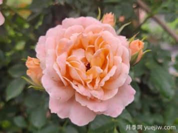 甜梦月季的优缺点是什么？