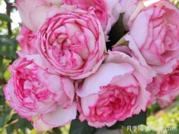 伊芙繁华都市月季的优缺点是什么？